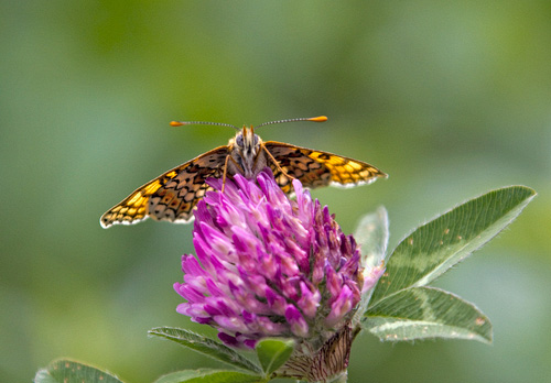 Glanville Fritillarie DM1227